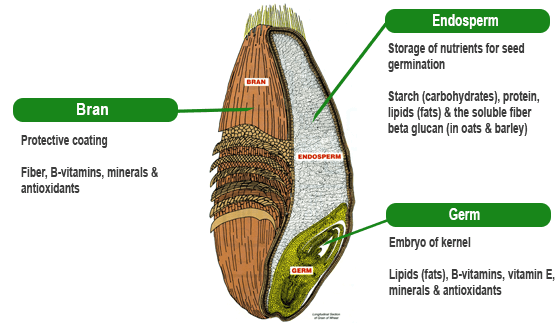 The Facts About Your Favorite Foods And Beverages U S Whole Grains